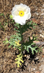 Argemone albiflora