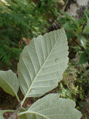 Karpatiosorbus latifolia