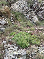 Erodium paularense