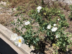 Argemone albiflora