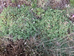 Erodium paularense