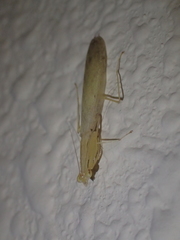 Sinomantis denticulata