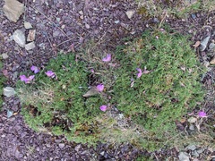 Erodium paularense