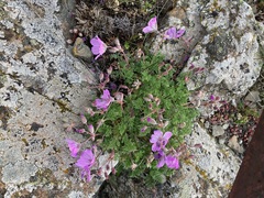 Erodium paularense