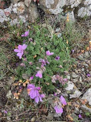 Erodium paularense