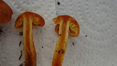 Aureonarius limonius