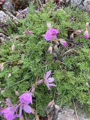 Erodium paularense