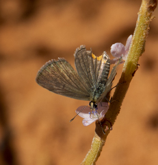 Brephidium metophis