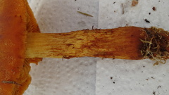 Aureonarius limonius