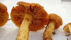 Aureonarius limonius