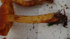 Aureonarius limonius