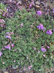 Erodium paularense