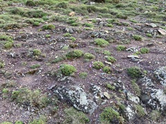 Erodium paularense