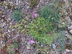 Erodium paularense