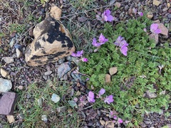 Erodium paularense