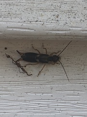 Forficula auricularia