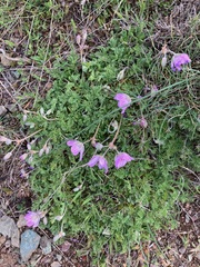 Erodium paularense