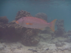 Lethrinus xanthochilus