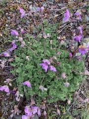 Erodium paularense