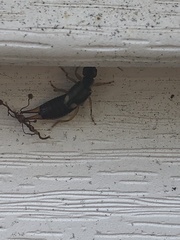 Forficula auricularia