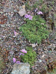 Erodium paularense