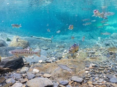 Oncorhynchus masou formosanus