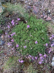 Erodium paularense