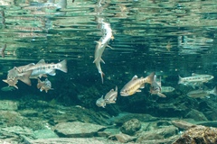 Oncorhynchus masou formosanus