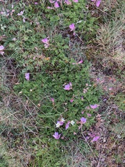 Erodium paularense