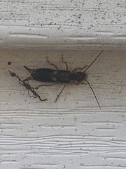 Forficula auricularia