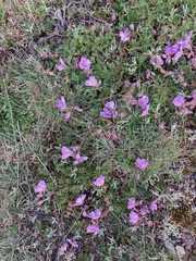 Erodium paularense