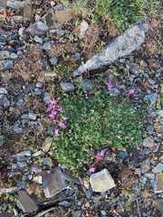 Erodium paularense