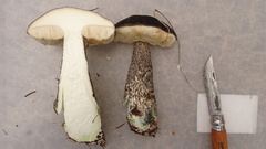 Leccinum variicolor