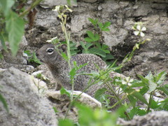 Otospermophilus variegatus