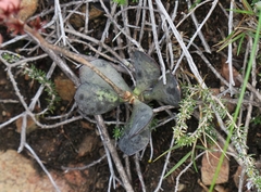 Adromischus inamoenus
