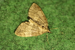 Hydriomena impluviata