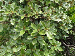 Brachyglottis elaeagnifolia