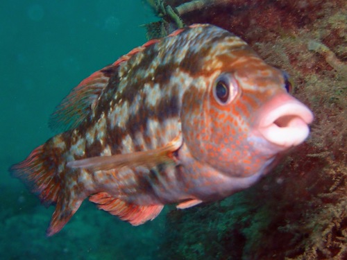Baillon's Wrasse