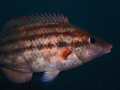 Symphodus bailloni