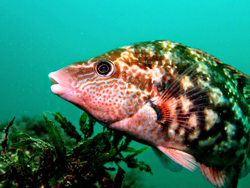 Baillon's Wrasse