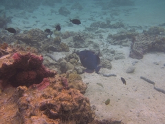 Pseudobalistes fuscus