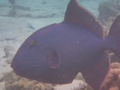 Pseudobalistes fuscus