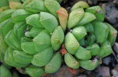 Haworthia cymbiformis