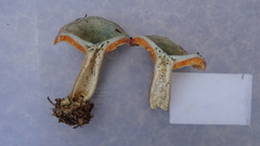 Lactarius fennoscandicus