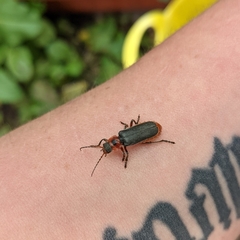 Cantharis rustica