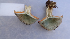 Lactarius fennoscandicus