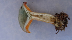 Lactarius fennoscandicus