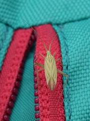 Miridius quadrivirgatus