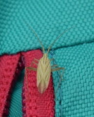 Miridius quadrivirgatus