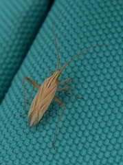 Miridius quadrivirgatus